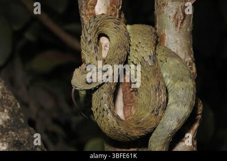 Buschviper (Atheris hispida) Stockfoto