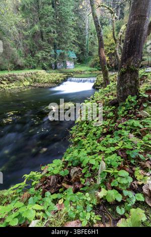 Quelle des Flusses Bosna, Sarajevo-Ilidza. Ein ruhiger Bach fließt durch einen Wald, der von moosbedeckten Felsen umgeben ist. Das Licht am frühen Morgen wird besser Stockfoto