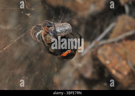 Falsche schwarze Witwe (Steatoda paykulliana) Stockfoto