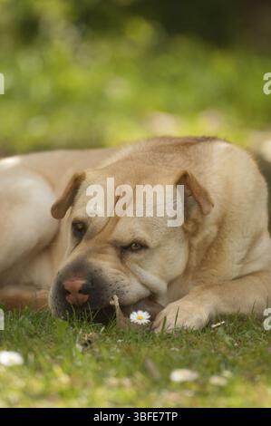 Shar pei (Canis Lupus familiaris) Stockfoto