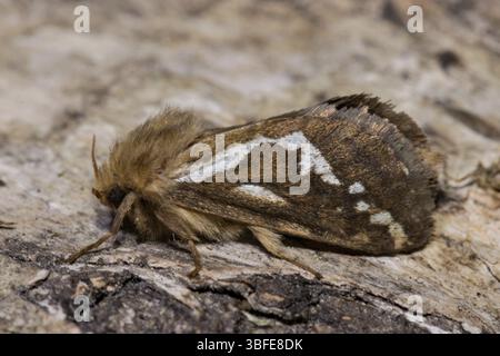 SWIFT (Falter) (Pharmacis lupulina) Stockfoto