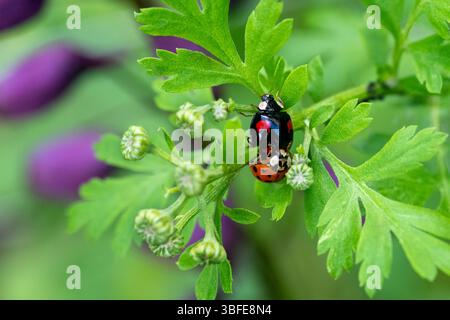 Marienkäfer paaren sich. Nahaufnahme von asiatischen Käfern, die sich paaren. Harmonia axyridis. Stockfoto