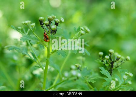 Marienkäfer paaren sich. Nahaufnahme von asiatischen Käfern, die sich paaren. Harmonia axyridis. Stockfoto