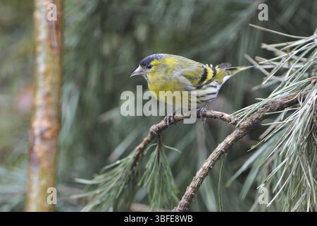 Erlenzeisig (Zuchtjahr Spinus) Stockfoto