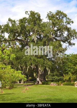 Oak Boone Hall Plantatge (Quercus) Stockfoto