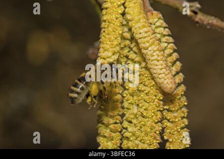 Gemeinsame Hasel (Corylus Avellana) Stockfoto