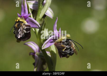 Hummel Orchidee mit Bestäuber (Ophrys holoserica) Stockfoto
