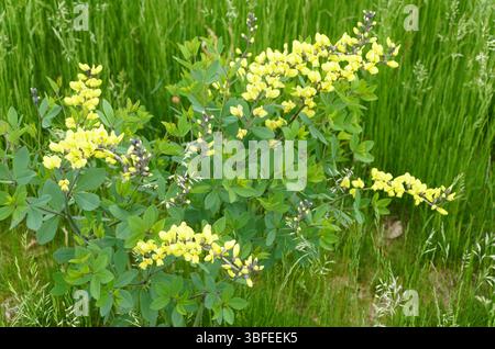 Leuchtend gelbe Blüten der False Indigo Lemon Meringue, die Blütenbündel vor grünem Gras zeigen. Stockfoto
