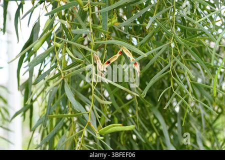 Nahaufnahme der Zweige der Willow Wattle mit leuchtendem grünem Laub und winzigen Samenkapseln. Stockfoto