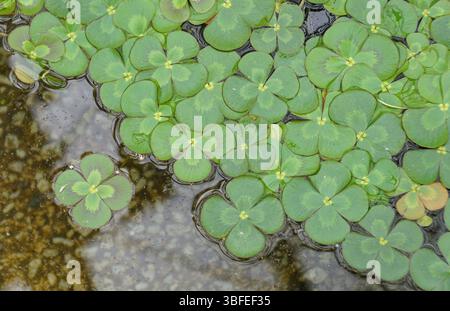 Aus nächster Nähe sehen Sie den Wasserklee Marsilea mutica, der die komplizierten Muster und leuchtenden Grüntöne der Blätter zeigt. Stockfoto