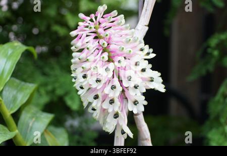 Nahaufnahme einer Dendrobium-HybridOrchidee, die kleine, elegante rosa und weiße Blüten hervorhebt. Stockfoto
