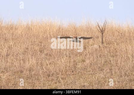 Falco tinnunkulus (Falco tinnunkulus). Raubvogel Stockfoto