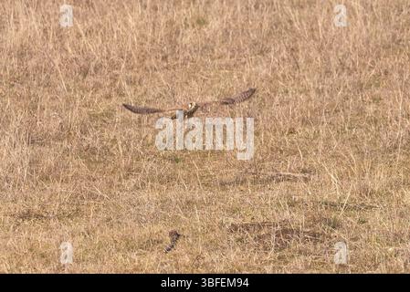 Falco tinnunkulus (Falco tinnunkulus). Raubvogel Stockfoto