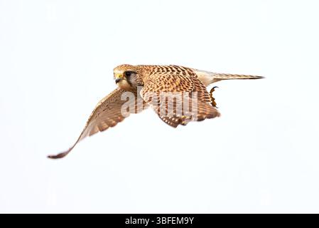 Falco tinnunkulus (Falco tinnunkulus). Raubvogel Stockfoto
