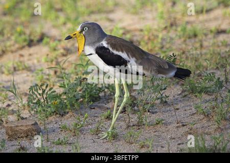 Weißgekrönter Kiefer (Vanellus albiceps) Stockfoto