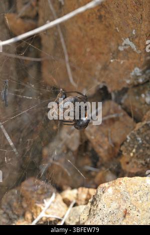 Falsche schwarze Witwe (Steatoda paykulliana) Stockfoto