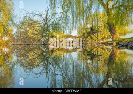 Reflexion von umgefallenen Ast- und Weidenbäumen. Stockfoto