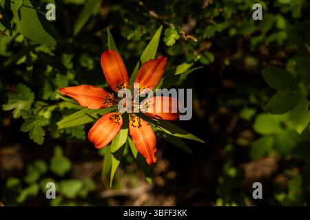 Blick hinunter auf Orange Wood Lily im Rocky Mountain Nationalpark Stockfoto