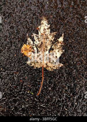 Ein trockenes Ahornblatt ruht auf einem glatten, regendurchnässten Gehweg. Die Farben der Blätter sind durch Feuchtigkeit gedämpft und spiegeln das Wesen des Herbstes in einer urbanen Umgebung wider Stockfoto
