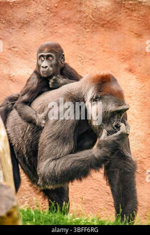 Herzerwärmende Szene eines Baby-Gorillas, der auf dem Rücken seiner Mutter reitet: Entzückende Interaktion, aufgenommen in Natural Habitat, zeigt die Verbindung zwischen Mutter und Kind – atemberaubende Wildtierfotografie Stockfoto