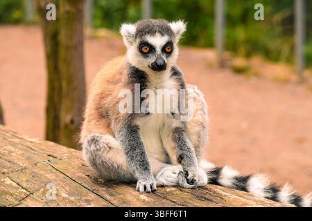 Charmante RingschwanzLemur, die elegant auf einem Baumstamm sitzt: Nahaufnahme Porträt mit einzigartigen Merkmalen und intensiven orangefarbenen Augen, vor einem natürlichen Lebensraum im Freien – atemberaubende Wildtierfotografie Stockfoto