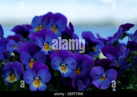Lila süße violette Blüten am Meer. Stockfoto