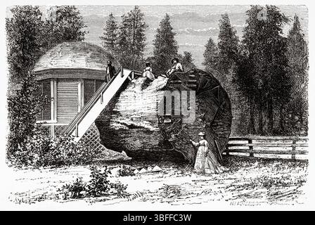 Das Haus wurde über dem Baumstumpf eines großen Baumes erbaut. Calaveras Big Trees State Park, Ebbetts Pass National Scenic Byway, Kalifornien. Vereinigte Staaten von Amerika. Zeichnung von Taylor. Reise von Washington nach San Francisco, 1868 von Lambert Marius Laurent Louis Simonin (1830–1886) Le Tour du Monde 1874 Stockfoto