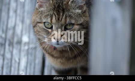 Häusliche Tabby Cat Nahaufnahme mit fokussiertem Blick Stockfoto