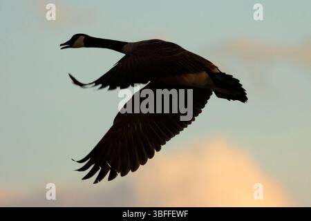 Canada Goose (Branta canadensis) Silhouette, Market Lake Wildlife Management Area, Idaho Stockfoto