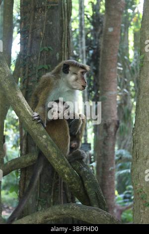 Mutter-Makaken mit Baby im Dschungel Sri Lankas Stockfoto