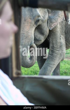 Wilder Elefant aus nächster Nähe von einem Safari-Jeep in Sri Lanka Stockfoto