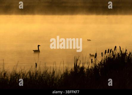 Canada Goose (Branta canadensis) Silhouette im Sumpfgebiet, Bear Lake National Wildlife Refuge, Idaho Stockfoto