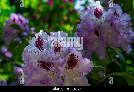 Nahaufnahme blühender Fliederrhododendronblumen im sanften Frühlingslicht, in einem friedlichen Garten oder Friedhof. Stockfoto