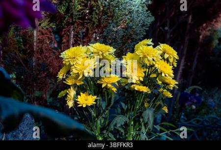 Leuchtend gelbe Chrysanthemen blühen in einem Friedhofgarten und symbolisieren Erinnerung und saisonale Schönheit. Stockfoto