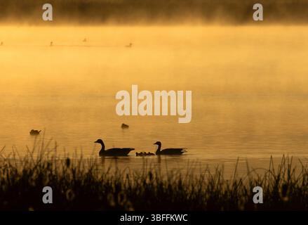 Canada Goose (Branta canadensis) Silhouette im Sumpfgebiet, Bear Lake National Wildlife Refuge, Idaho Stockfoto