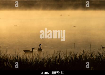 Canada Goose (Branta canadensis) Silhouette im Sumpfgebiet, Bear Lake National Wildlife Refuge, Idaho Stockfoto