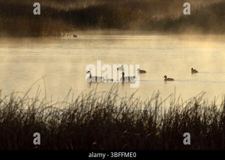 Canada Goose (Branta canadensis) Silhouette im Sumpfgebiet, Bear Lake National Wildlife Refuge, Idaho Stockfoto