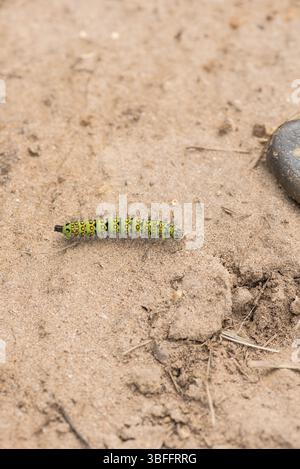 Kaisermotte (Saturnia pavonia) raupe auf der Heide in Chobham, Surrey Stockfoto