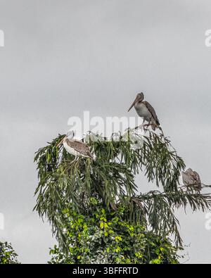 Pelicaner ruhen auf einem Baum Stockfoto