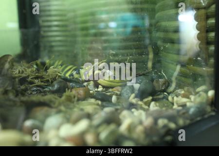 Tiger Salamander Nahaufnahme. Porträt einer gelb-schwarzen Echse. Stockfoto
