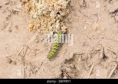 Kaisermotte (Saturnia pavonia) raupe auf der Heide in Chobham, Surrey Stockfoto
