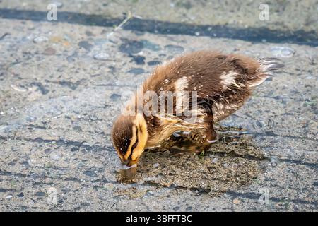 Ein Mallard Entlein Trinkwasser. Genfersee, Schweiz. Stockfoto