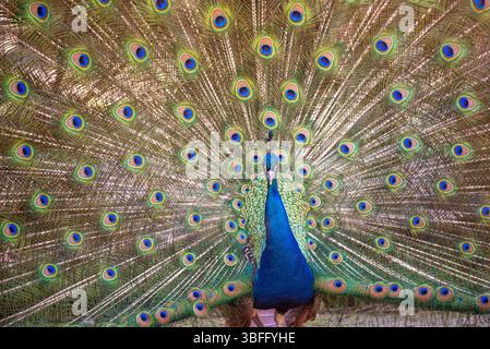 Ein prächtiger Pfau zeigt sein schillerndes blau-grünes Gefieder in einem spektakulären Stockfoto