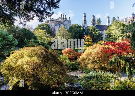Acers in autumn colours, Sizergh Castle stately home, Helsington, Lake District, Cumbria, England, UK Stockfoto