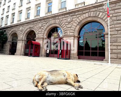Streunender Straßenhund, der vor dem Bürogebäude des bulgarischen Ratsvorsitzes liegt und schläft, Sofia Bulgarien, Osteuropa, Balkan, EU Stockfoto