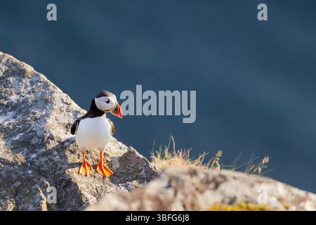 Atlantischer Papageientaucher, der auf einer felsigen Klippe vor einem unscharfen blauen Hintergrund steht Stockfoto