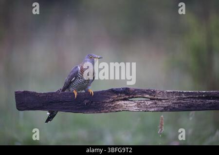 Weiblicher Kuckuck, der auf einem Tor sitzt Stockfoto