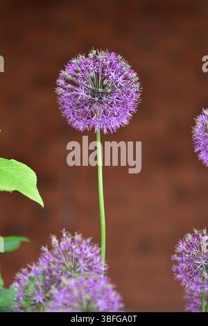Die Blume des wilden Knoblauchs aus Nahaufnahme Makroshooting. Allium hollandicum persische Zwiebel holländischer Knoblauch lila blühende Pflanze, Zierblumen in Blüte, bal Stockfoto