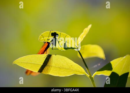 Silhouetten die wunderschöne Demoiselle, Calopteryx virgo, die auf einem Blatt liegt, mit zarten Flügeln, die gegen das Licht umrandet sind, bilden einen auffälligen Kontrast Stockfoto