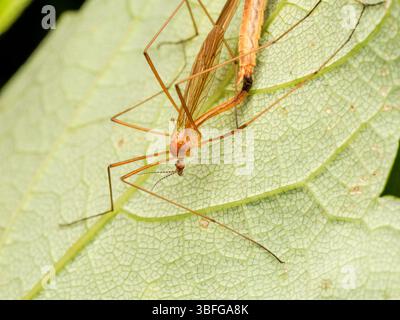 Makro einer Kranfliege (Tipula sp.) Sie ruhen auf einem grünen Blatt in Etang de Meudon, Frankreich. Stockfoto